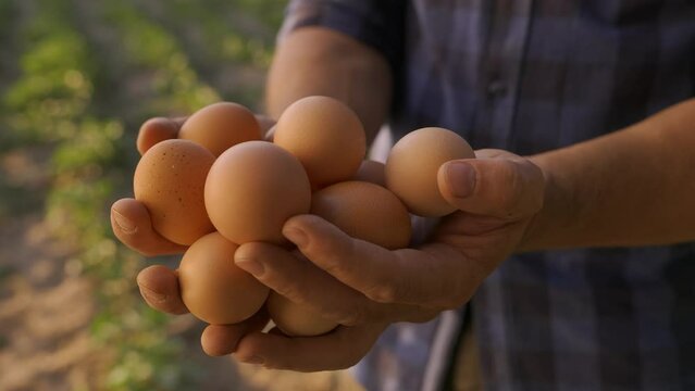Close-up, a farmer holds fresh eggs in his hands on a green field