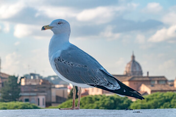Portrait of wild seagull bird or seabird sitting on the wall.