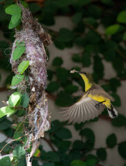 bird in a nest