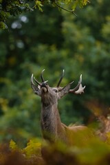 Vertical shot of a red deer with large antlers jumping up to feed on leaves on a tree