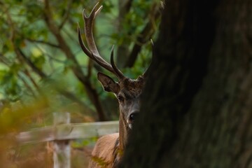 Fototapeta premium Red deer with large antlers hiding behind a tree in a park