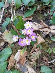 flowers in the garden