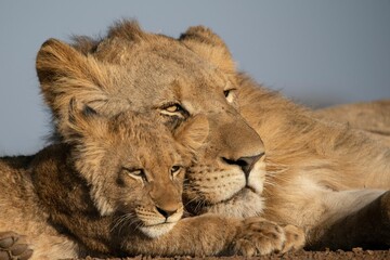 Closeup of two brother lions lying together