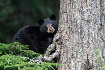 Cute cub of black bear standing next to a tree and looking at the camera