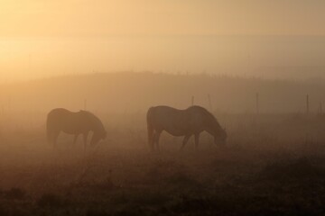 Fototapeta na wymiar Scenic view of two horses grazing grass on a field at sunset in foggy weather