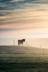 Vertical shot of a horse grazing grass on a field at sunset in Iceland