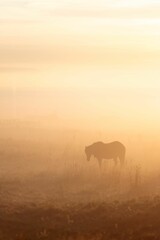 Fototapeta na wymiar Vertical shot of a horse grazing grass on a field at sunset in foggy weather in Iceland