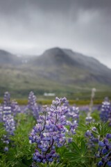 Obraz premium Vertical shot of a field with purple large-leaved lupine flowers on a cloudy day