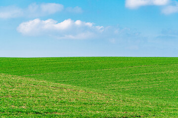 Fototapeta na wymiar The Agricultural field with green wheat. Minimalist landscape. Beauty of earth
