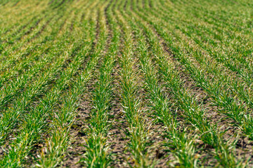 Rows with wheat sprouts in bright spring landscape on a sunny day. Young green wheat growing in soil