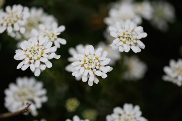 Selective shot of Evergreen candytufts (Iberis sempervirens) in a garden