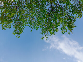 photo of the tree from below with negative space background