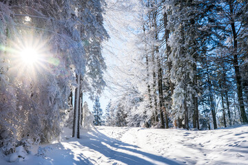 Winter forest in Seefeld, Austria