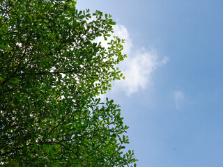 photo of the tree from below with negative space background