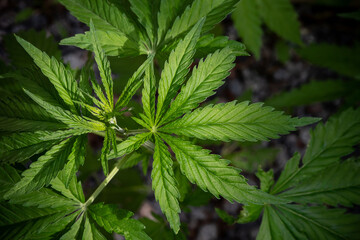 A plant of marijuana on a blurred natural background. Selective focus.