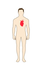 Fototapeta premium The human body is a silhouette with a red heart. Silhouettes. The location of the heart in the human body. 