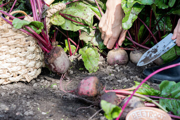 Worker is uprooting ripe beetroots, hand of person harvesting beetroots in farmer’s garden, agriculture concept