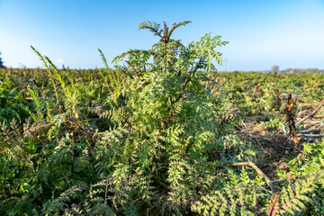 Couvert environnemental de Phacélie sur une parcelle de blé. CIPAN (cultures intermédiaires pièges à nitrates)