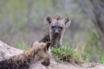 Spotted hyena (Crocuta crocuta) pup photographed in the Timbavati Reserve, South Africa