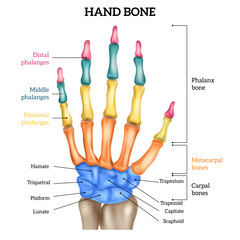 Realistic Hand Anatomy - obrazy, fototapety, plakaty