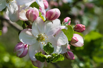 Obraz premium Close-up of white-pink cherry blossoms near Wannbach/Germany in Franconian Switzerland