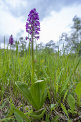 wild orchid in White Carpathian Mountains, Czech Republic