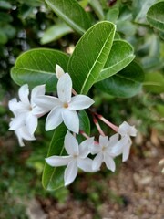 White flowers are pleasing to the eye.