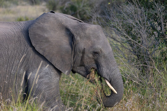 Close up image of an African Elephant in the greater Kruger area in Mpumalanga in South Africa