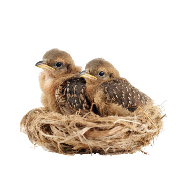 bird nest with two baby birds , isolated on transparent background cutout , generative ai