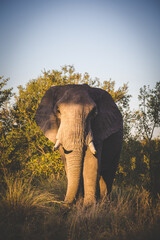Obraz premium Close up image of an African Elephant in the greater Kruger area in Mpumalanga in South Africa
