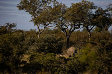 Close up image of an African Elephant in the greater Kruger area in Mpumalanga in South Africa