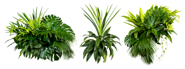 Plant leaves Green nature Tropical forest isolated on transparent background - png	