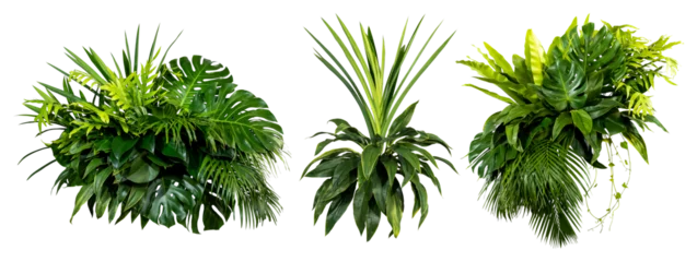 Zelfklevend Fotobehang Plant leaves Green nature Tropical forest isolated on transparent background - png  © eakarat