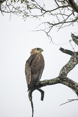 Close up image of a Juvenile Bateleur bird of prey in a tree in a national park in South Africa