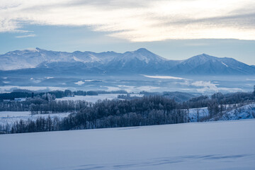 北海道　美瑛　上富良野　カラマツ　並木　冬　雪　クリスマスツリー　ジェットコースター路　並木