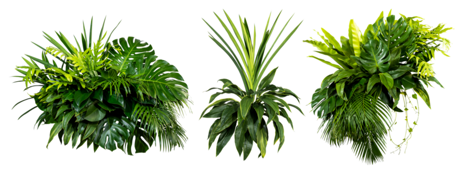 Plant leaves Green nature Tropical forest isolated on transparent background - png	