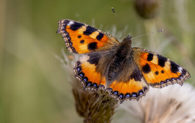 Obraz premium Closeup shot of a small tortoiseshell (Aglais urticae) butterfly