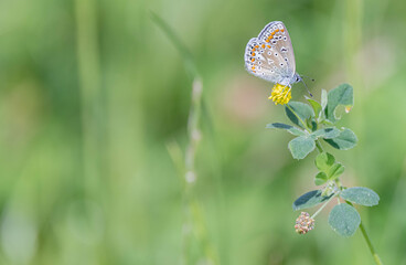 Closeup shot of a brown argus (Aricia agestis) butterfly on a flower
