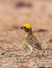 Baya weaver feeding on grains on the ground close to a temple on the outskirts of Bhuj, Gujarat known as Greater Rann of Kutch