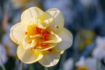 Foto op Aluminium Macro shot of Narcissus jonquilla, rush narcis or jonquil, Keukenhof flower garden, Lisse, Netherlands © Richard Semik