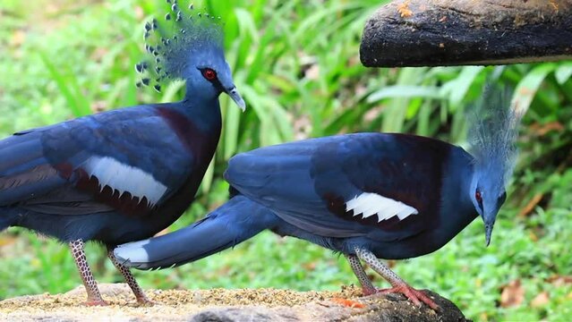 Victoria crowned pigeon (Goura victoria) birds 