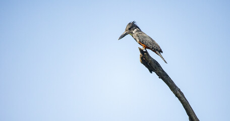 Close up image of a Giant Kingfisher on a dead branch in a National park in South Africa