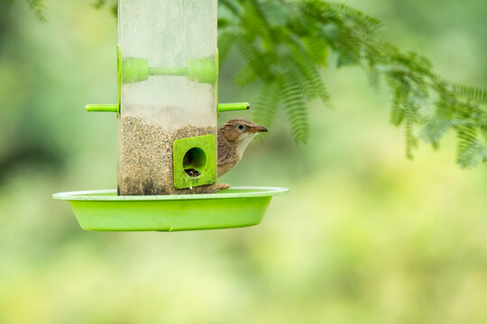 A common babbler perched on a bird feeding station on the outskirts of Bhuj, Gujarat