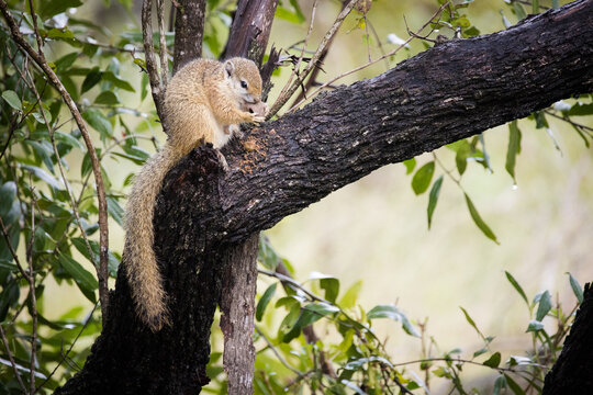 Close up image of a Smith's Brush Squirrel