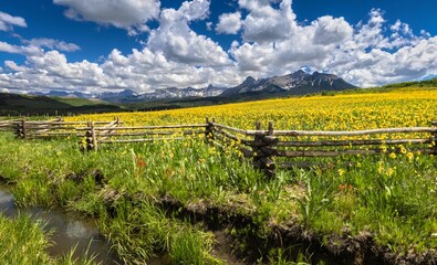 Beautiful shot of the San Juan Mountains near a wildflower field in Colorado