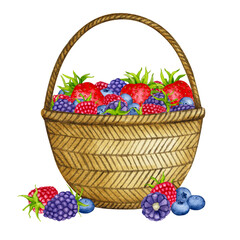 Basket with berries.Strawberry, raspberry, blackberry, blueberry. Watercolor composition. Realistic clipart for packaging, postcards, menus, logos, fabric prints and more.
