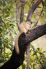 Close up image of a Smith's Brush Squirrel