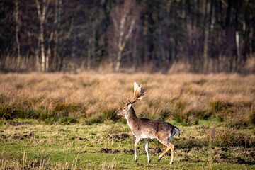 Damhirsch am Waldrand.