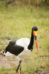 Close up image of a Saddle-Billed Stork in the grasslands in the greater Kruger park in South Africa