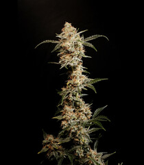 Flowering cannabis bush on a black background in studio lighting. Marijuana buds are ready for harvest